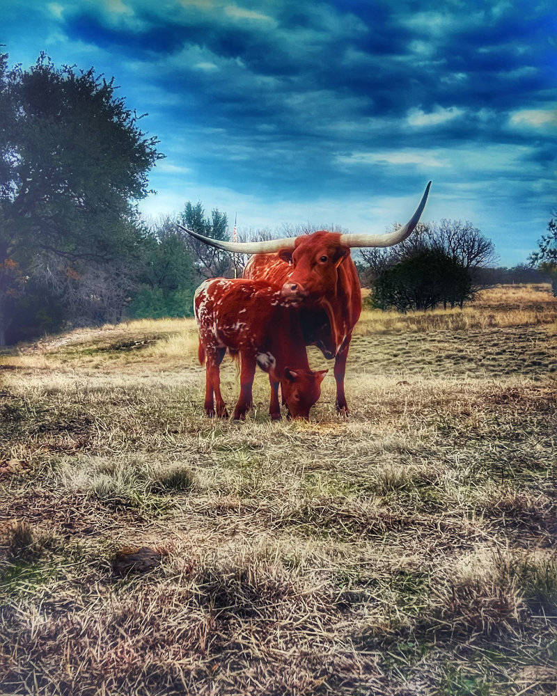 Available Calves</br>Coming Soon